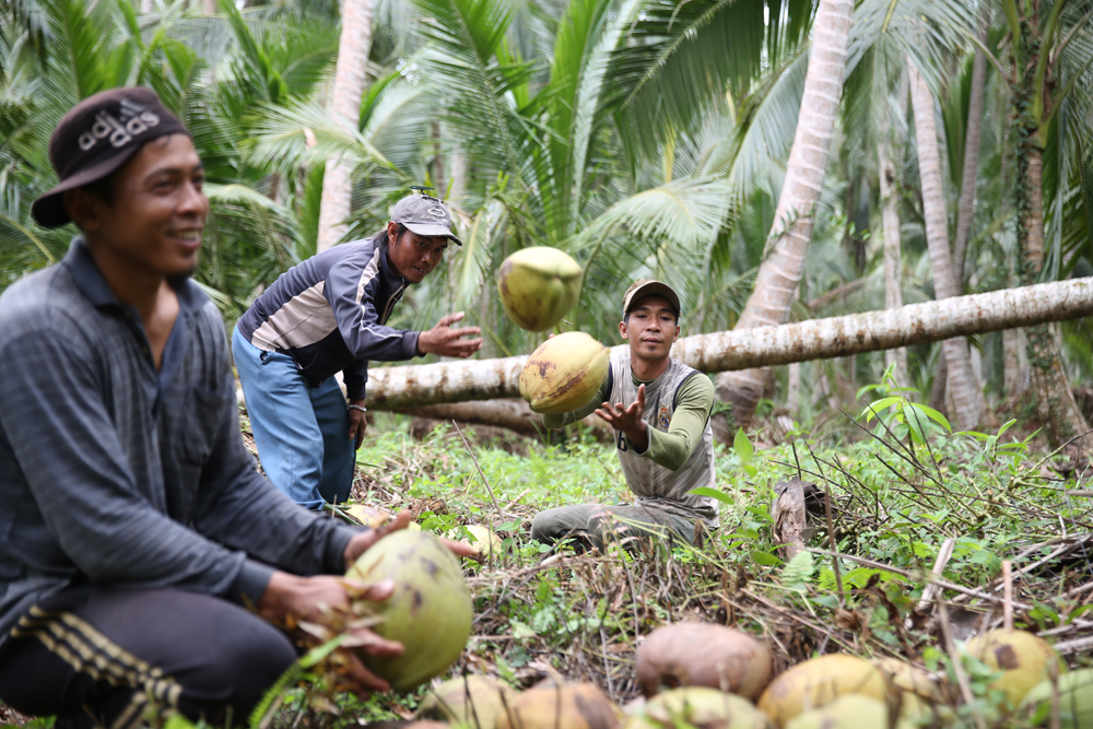petani kelapa Bogor