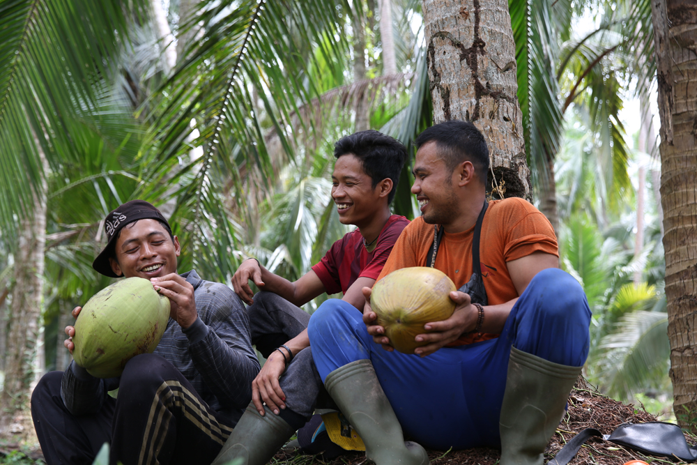 panen kelapa Bogor